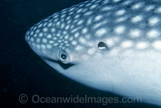 Whale Shark (Rhincodon typus) showing close detail of eye and spiracle. Ningaloo Reef, Western Australia. Classified Vulnerable on the IUCN Red List. Photo - Gary Bell
