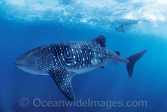 Whale Shark with Scuba Diver photo Whale Shark with Scuba Diver photo