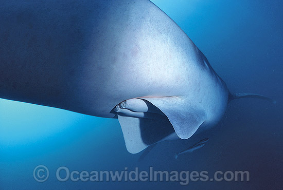 Whale Shark reproductive claspers photo