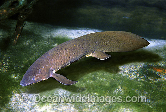 Australian Lungfish Neoceratodus forsteri photo Australian Lungfish Neoceratodus forsteri photo