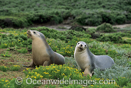 Australian Sea Lions cows photo