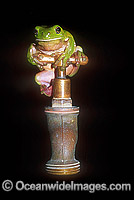 Green Tree Frog Litoria caerulea on tap Photo - Gary Bell