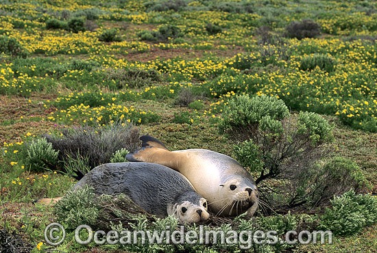 Australian Sea Lions resting photo