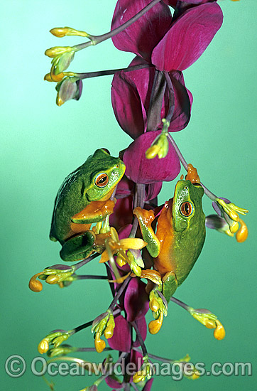Dainty Tree Frogs Litoria gracilenta on ginger flower photo