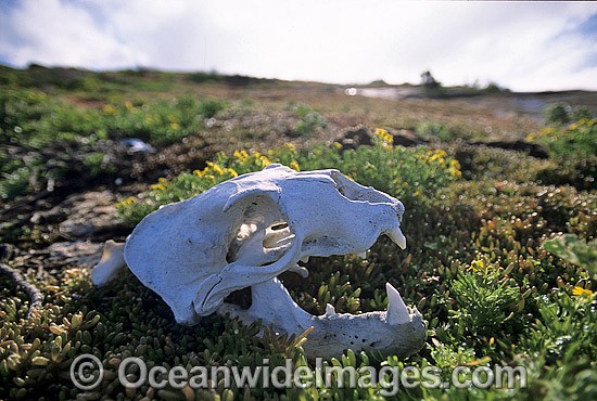 Australian Sea Lion (Neophoca cinerea) - skeletal remains. Anvil Island, Recherche Archipelago Nature Reserve, Esperance, Western Australia. Classified as Endangered on the IUCN Red List. Photo - Gary Bell