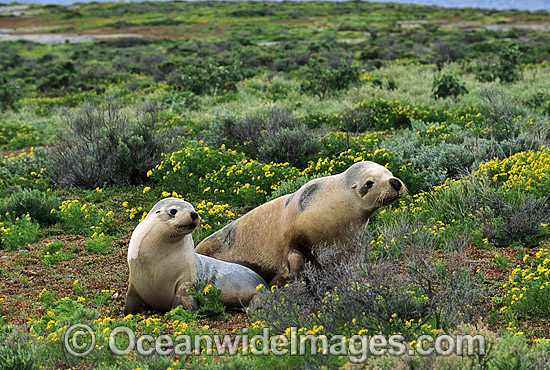 Australian Sea Lions cows photo