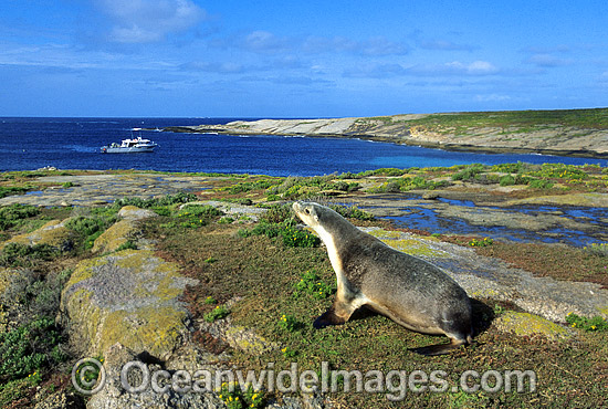 Australian Sea Lion (Neophoca cinerea) - cow. Anvil Island, Recherche Archipelago Nature Reserve, Esperance, Western Australia. Classified as Endangered on the IUCN Red List. Photo - Gary Bell Australian Sea Lion (Neophoca cinerea) - cow. Anvil Island, Recherche Archipelago Nature Reserve, Esperance, Western Australia. Classified as Endangered on the IUCN Red List. Photo - Gary Bell