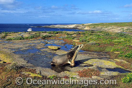 Australian Sea Lion (Neophoca cinerea) - cow. Anvil Island, Recherche Archipelago Nature Reserve, Esperance, Western Australia. Classified as Endangered on the IUCN Red List. Photo - Gary Bell Australian Sea Lion (Neophoca cinerea) - cow. Anvil Island, Recherche Archipelago Nature Reserve, Esperance, Western Australia. Classified as Endangered on the IUCN Red List. Photo - Gary Bell