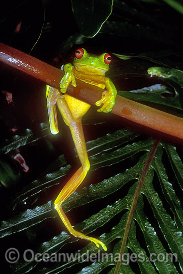 Red-eyed Tree Frog Litoria chloris photo