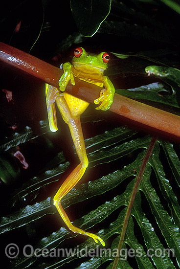Red-eyed Tree Frog (Litoria chloris). Eastern Australia Photo - Gary Bell Red-eyed Tree Frog (Litoria chloris). Eastern Australia Photo - Gary Bell