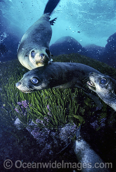 Australian Fur Seal Arctocephalus pusillus pups photo