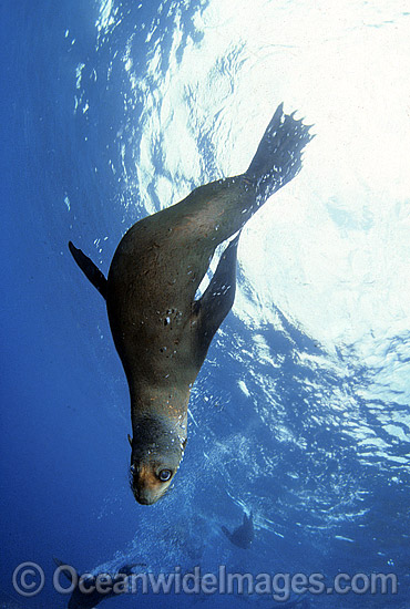 Australian Fur Seal (Arctocephalus pusillus). Montague Island, New South Wales, Australia. Listed as Low Risk on the IUCN Red List. Photo - Gary Bell Australian Fur Seal (Arctocephalus pusillus). Montague Island, New South Wales, Australia. Listed as Low Risk on the IUCN Red List. Photo - Gary Bell