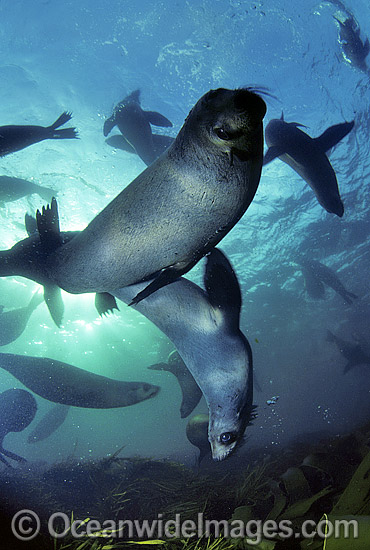 Australian Fur Seal Arctocephalus pusillus pups photo
