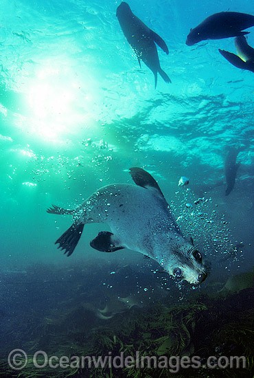 Australian Fur Seal (Arctocephalus pusillus) - pup. Wilsons Promontory, Bass Straight, Victoria, Australia. Listed as Low Risk on the IUCN Red List. Photo - Gary Bell