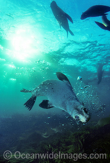 Australian Fur Seal pup photo