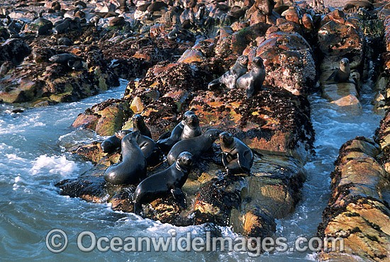 Cape Fur Seal colony (Arctocephalus pusillus pusillus). Same species as Australian Fur Seal. Dyer Island, South Africa Photo - Gary Bell
