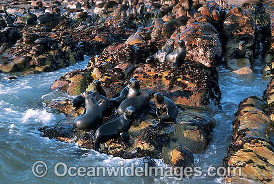 Cape Fur Seal colony photo Cape Fur Seal colony photo