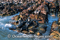 Cape Fur Seal colony Photo - Gary Bell