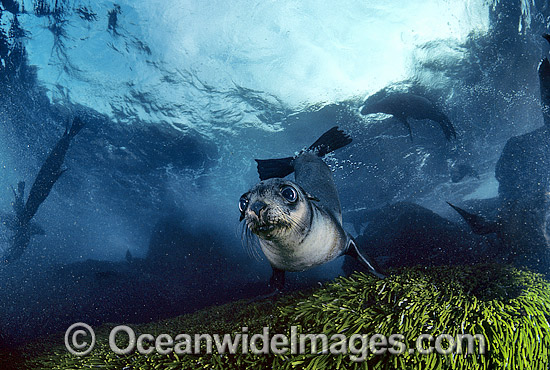 Australian Fur Seal (Arctocephalus pusillus) - pup. Wilsons Promontory, Bass Straight, Victoria, Australia. Listed as Low Risk on the IUCN Red List. Photo - Gary Bell Australian Fur Seal (Arctocephalus pusillus) - pup. Wilsons Promontory, Bass Straight, Victoria, Australia. Listed as Low Risk on the IUCN Red List. Photo - Gary Bell