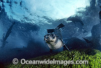 Australian Fur Seal Arctocephalus pusillus pup Photo - Gary Bell