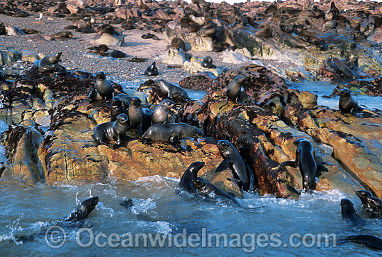 Cape Fur Seal colony photo