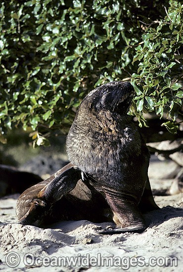 Hookers Sea Lion young bull photo
