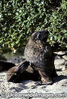 Hookers Sea Lion young bull Photo - Gary Bell