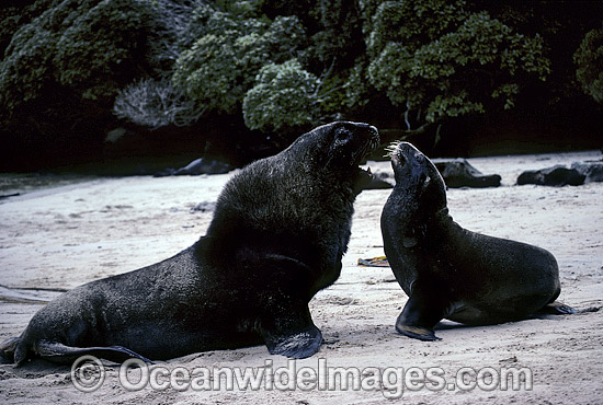 Hooker's Sea Lion (Phocarctos hookeri) - bull courting cow. Also known as New Zealand Sealion. Stewart Island, New Zealand. Listed as Vulnerable Species on the IUCN Red List. Photo - Gary Bell Hooker's Sea Lion (Phocarctos hookeri) - bull courting cow. Also known as New Zealand Sealion. Stewart Island, New Zealand. Listed as Vulnerable Species on the IUCN Red List. Photo - Gary Bell