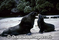 Hookers Sea Lion bull courting cow Photo - Gary Bell