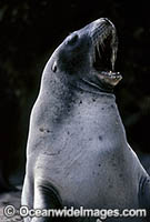 Hookers Sea Lion cow Photo - Gary Bell