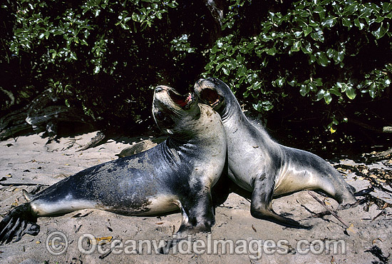 Hooker's Sea Lion (Phocarctos hookeri) - two cows. Also known as New Zealand Sealion. Stewart Island, New Zealand. Listed as Vulnerable Species on the IUCN Red List. Photo - Gary Bell Hooker's Sea Lion (Phocarctos hookeri) - two cows. Also known as New Zealand Sealion. Stewart Island, New Zealand. Listed as Vulnerable Species on the IUCN Red List. Photo - Gary Bell