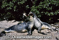 Hookers Sea Lion two cows Photo - Gary Bell