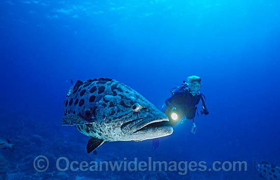 Scuba Diver and Potato Cod photo