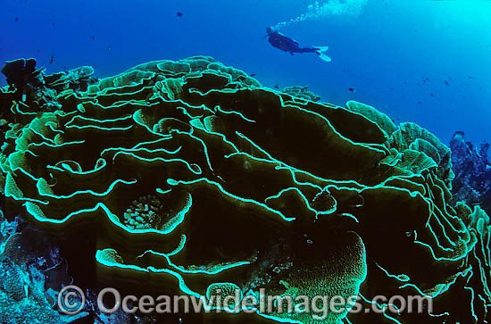 Scuba Diver and Cabbage Coral photo