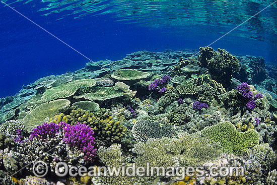 Great Barrier Reef photo Great Barrier Reef photo