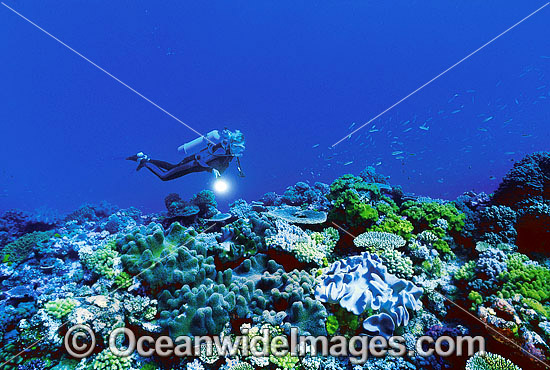 Scuba Diver on Coral reef photo