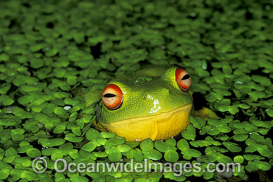 Red-eyed Tree Frog in duck weed photo