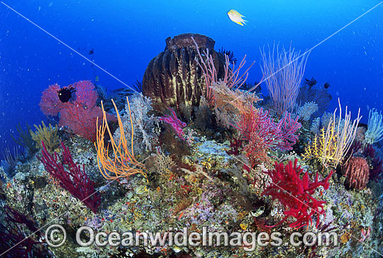 Barrel Sponge Gorgonian Fan Coral photo Barrel Sponge Gorgonian Fan Coral photo