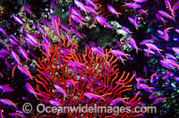 Purple Fairy Basslets Gorgonian Fan Coral Photo - Gary Bell