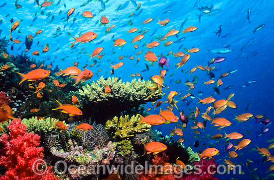 Great Barrier Reef photo Great Barrier Reef photo