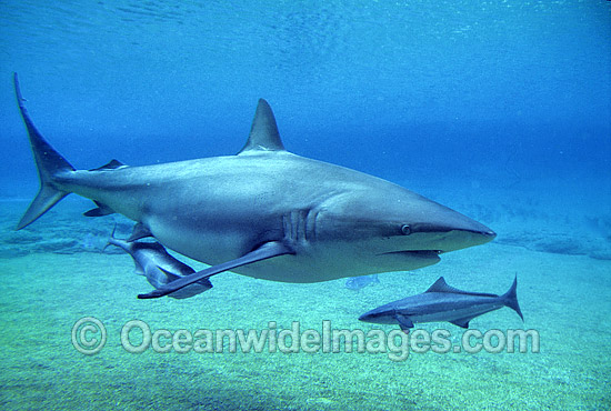 Dusky Shark (Carcharhinus obscurus) - with Remora Suckerfish. Also known as Black Whaler and Bronze Whaler. Found throughout Australia in tropical and warm temperate seas. Photo - Gary Bell Dusky Shark (Carcharhinus obscurus) - with Remora Suckerfish. Also known as Black Whaler and Bronze Whaler. Found throughout Australia in tropical and warm temperate seas. Photo - Gary Bell