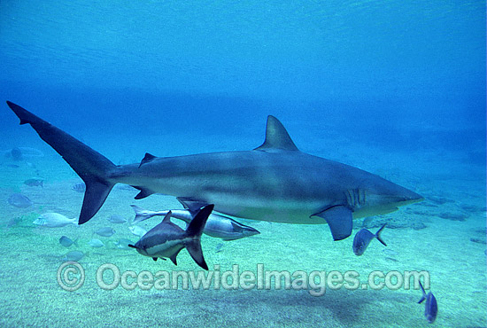 Dusky Shark with Remora Suckerfish photo Dusky Shark with Remora Suckerfish photo