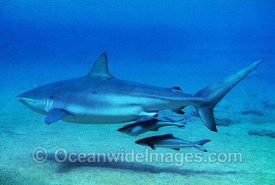 Dusky Shark and Remora Suckerfish photo Dusky Shark and Remora Suckerfish photo