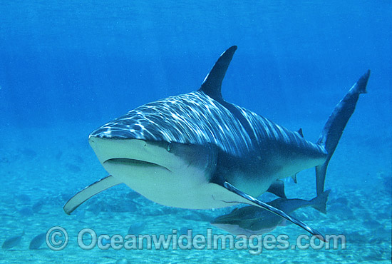 Dusky Shark with Remora Suckerfish photo Dusky Shark with Remora Suckerfish photo