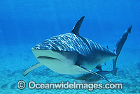 Dusky Shark with Remora Suckerfish Photo - Gary Bell