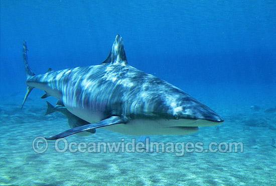 Dusky Shark (Carcharhinus obscurus). Also known as Black Whaler and Bronze Whaler. Found throughout Australia in tropical and warm temperate seas. Photo - Gary Bell Dusky Shark (Carcharhinus obscurus). Also known as Black Whaler and Bronze Whaler. Found throughout Australia in tropical and warm temperate seas. Photo - Gary Bell