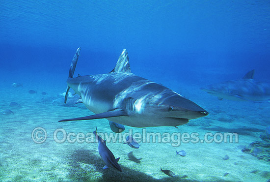 Dusky Shark with Remora Suckerfish photo