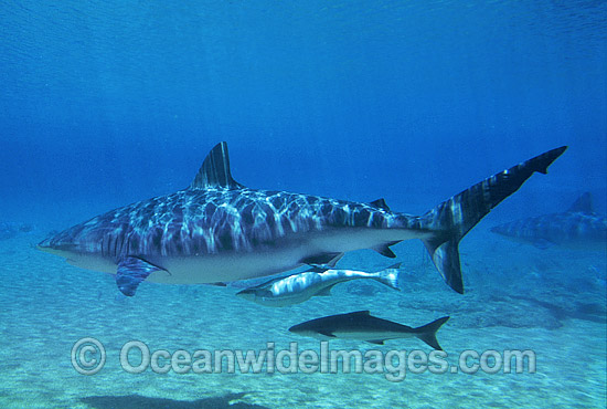 Dusky Shark with Remora Suckerfish photo