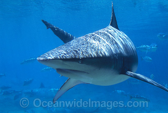 Dusky Shark photo
