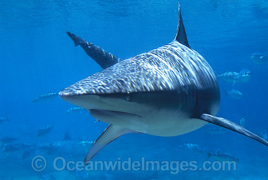 Dusky Shark photo Dusky Shark photo